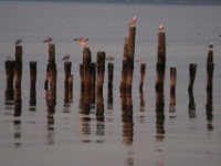 2016-05-09 05h29m48 - Meeuwen bij zonsopkomst Kolka - Gerda van der Meer